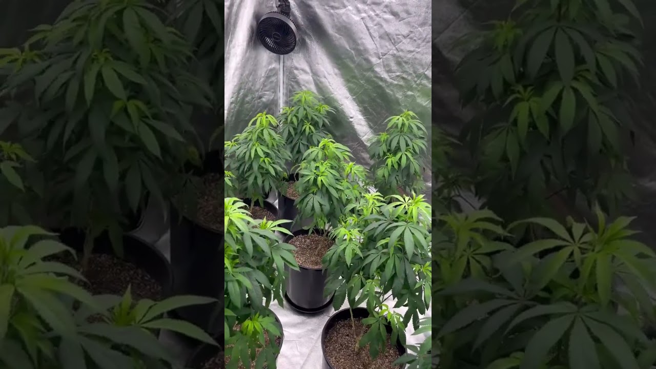 #umamiseedco #strawberrysnacks #livingsoil #veg #organicgrow ⛽️