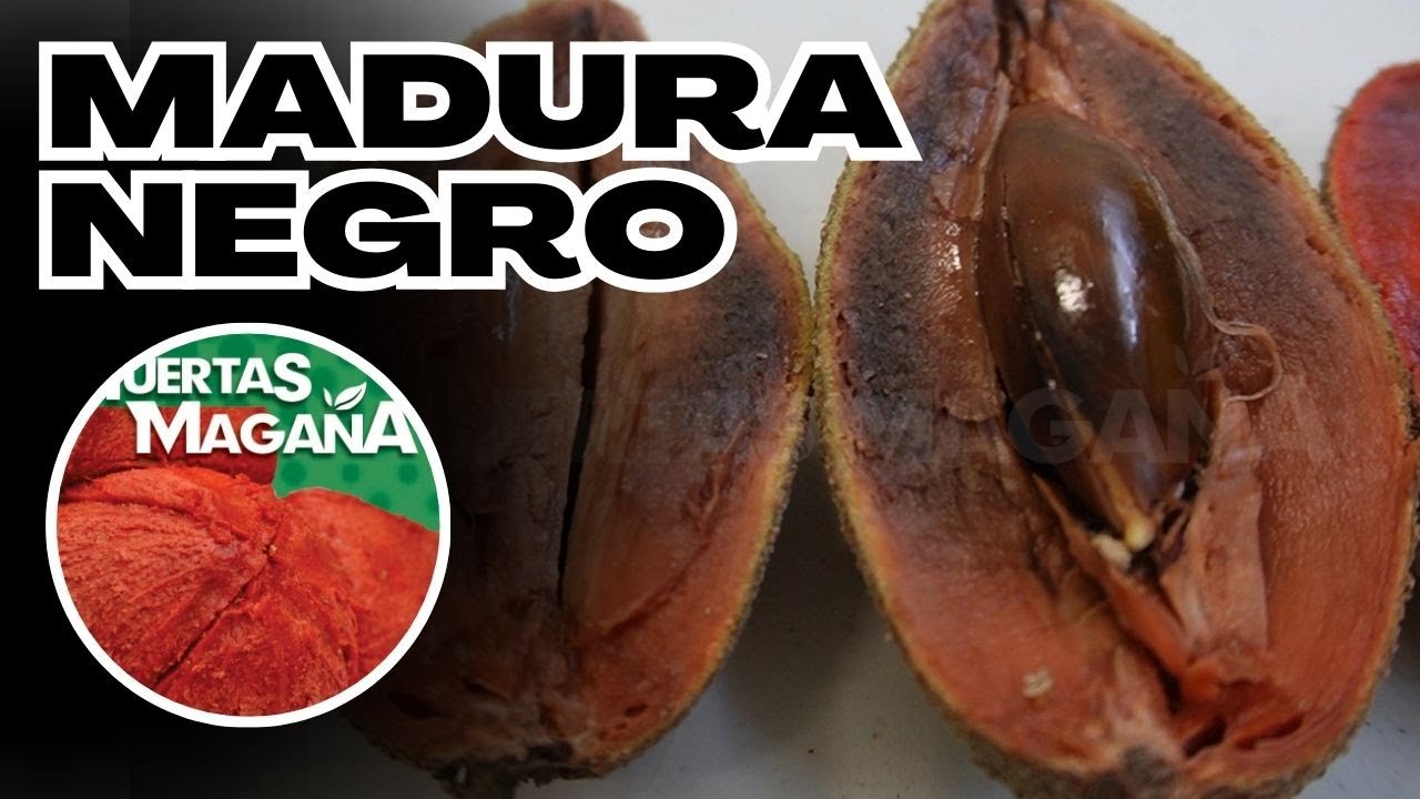 Porque el Mamey Madura Negro