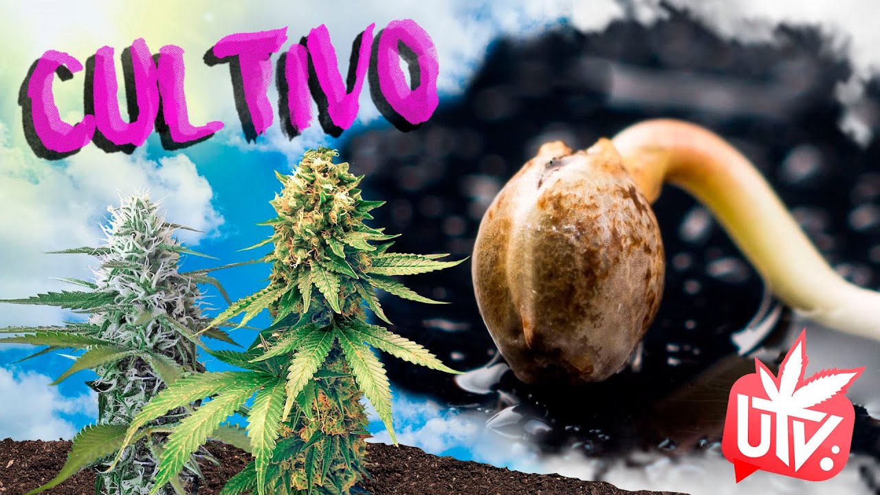 CULTIVO de MARIHUANA: Germinaci&oacute;n de SEMILLAS con Kannabia, Plagron y The Pure Factory
