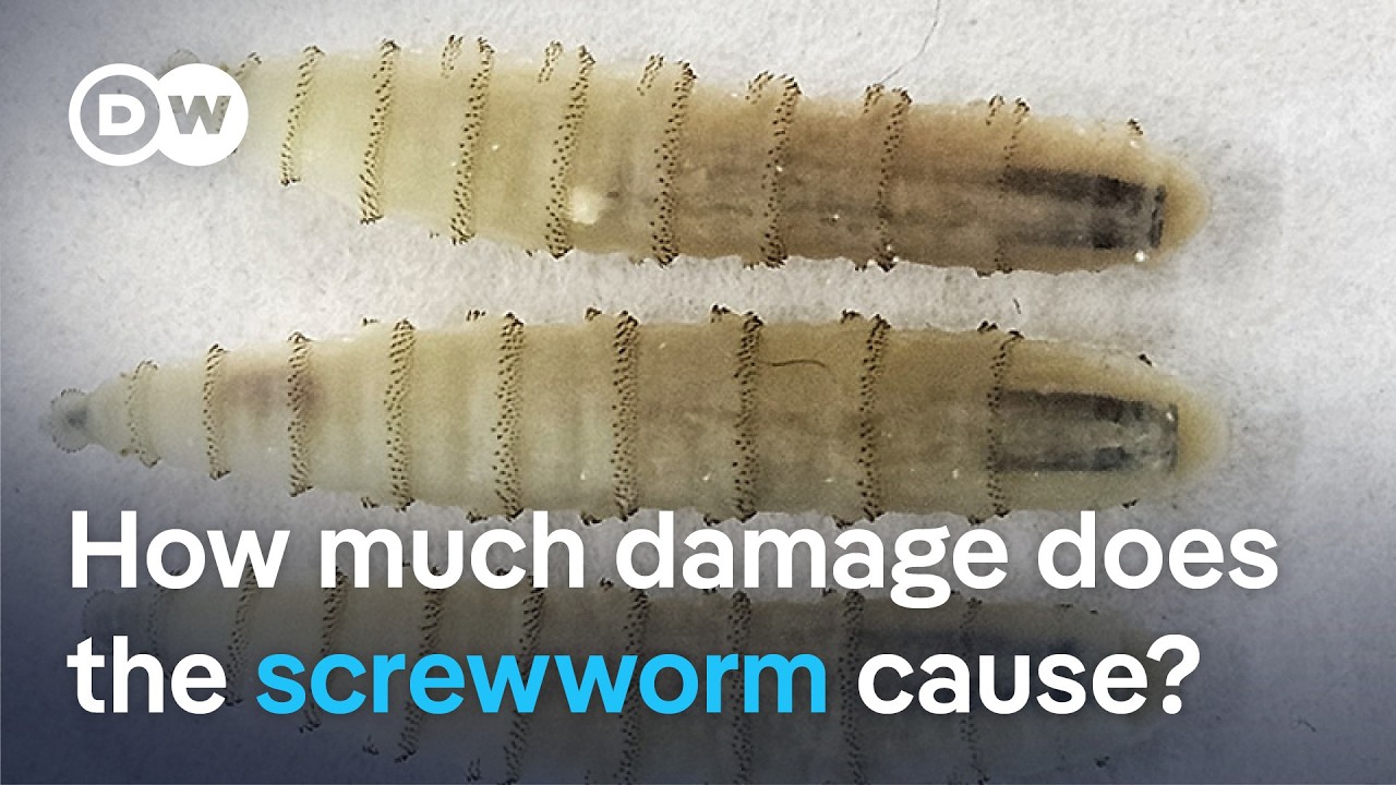 The US defeated this parasite 60 years ago. Why is it back now? | DW News