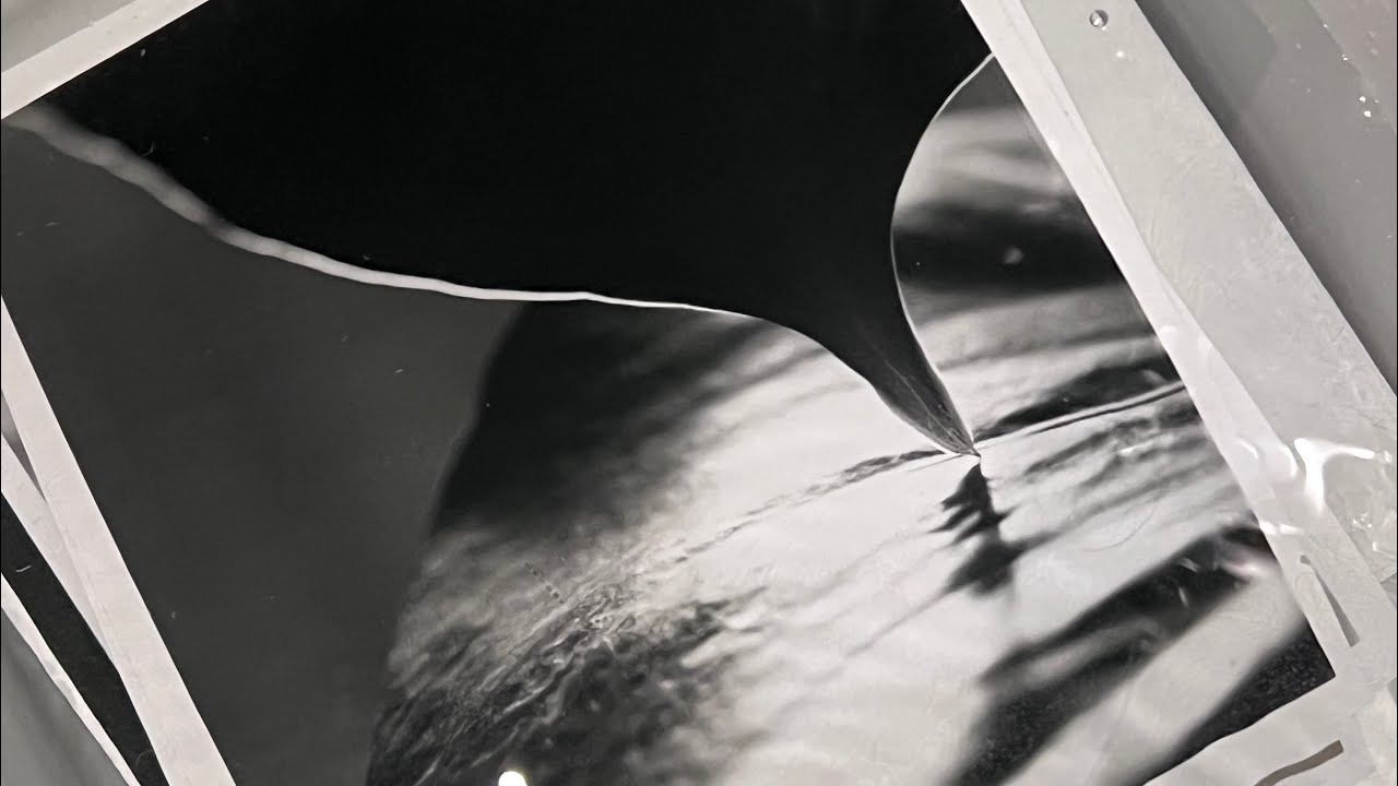 The Making of Monstera