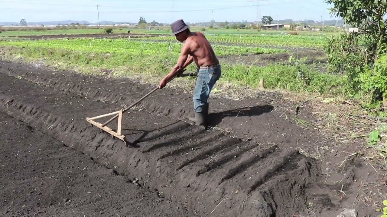 NO FRIO SEM CAMISA O AGRICULTOR 