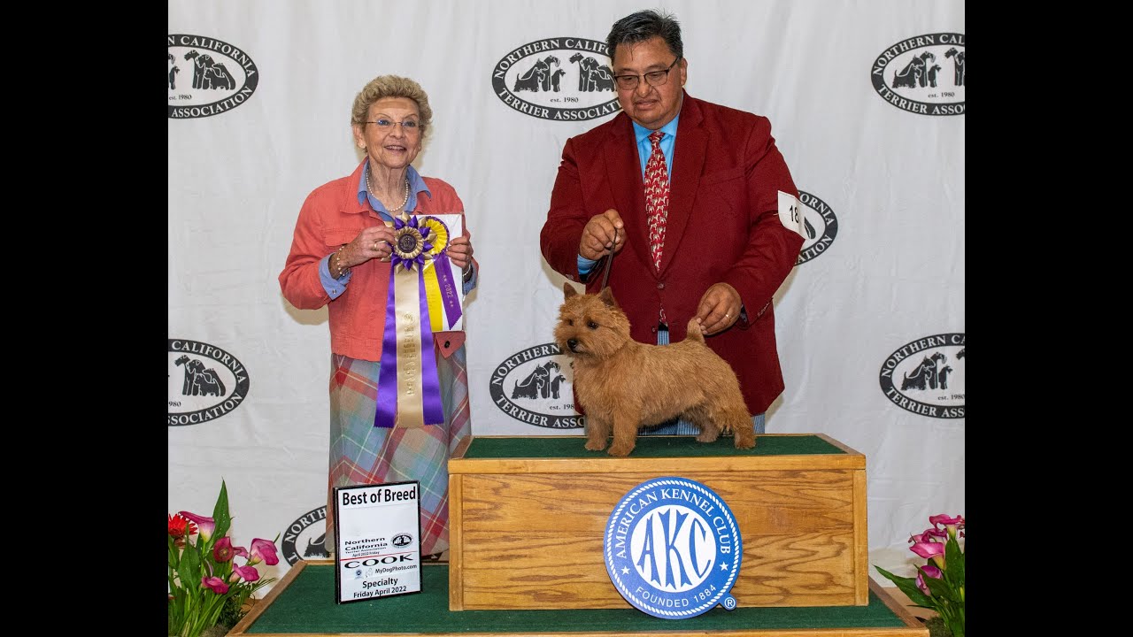 Grooming a Norwich Terrier for Dog Show Part 1