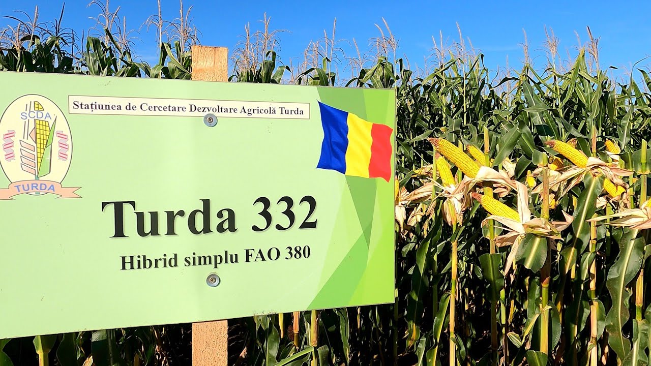 Ziua porumbului DAFCOCHIM SCDA TURDA hibrizi de porumb FAO 380 Statiunea de cercetare si dezvoltare
