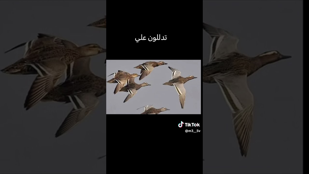صوت هراره ام صجعر ام دريغ مال هاظه الشهر نغمه حلوه