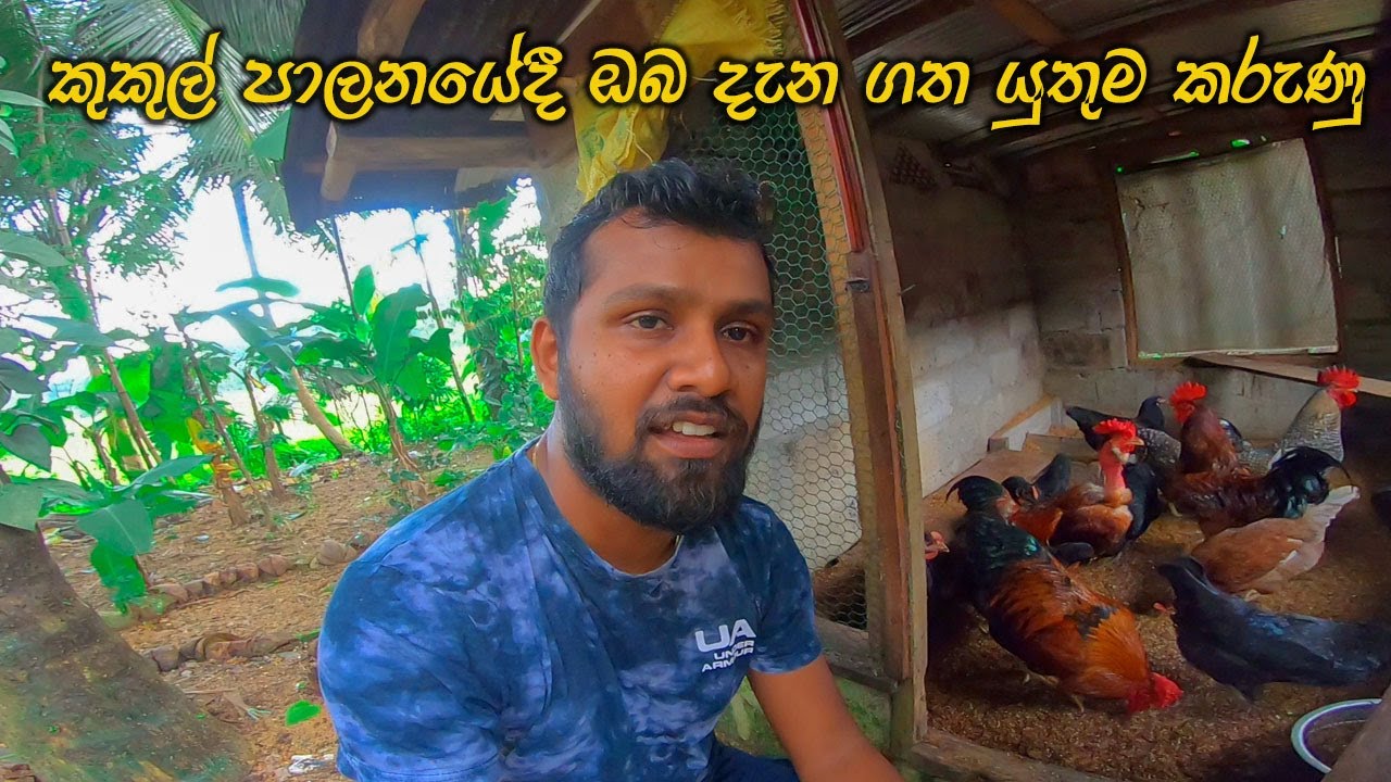 කුකුලු පාලනයේදී ඔබ දැනගත යුතුම කරුණු | Kukulu palanaya