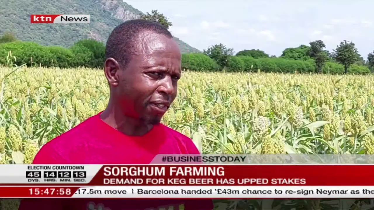 Sorghum farming earnings on the rise as farmers mint millions from the crop
