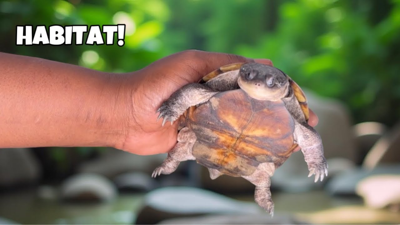 Perfect African-sideneck Turtle Indoor Habitat 