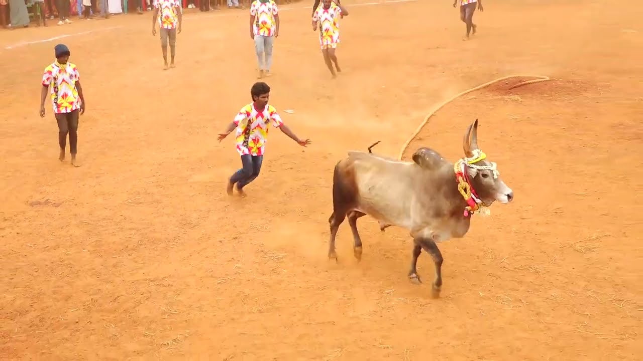 முனிச்சாலை அசோக் சரத் வாத்தியார் புகழ் காளை Vs பென்னகரம் வீரப்பன் நினைவு குழு | PK Media
