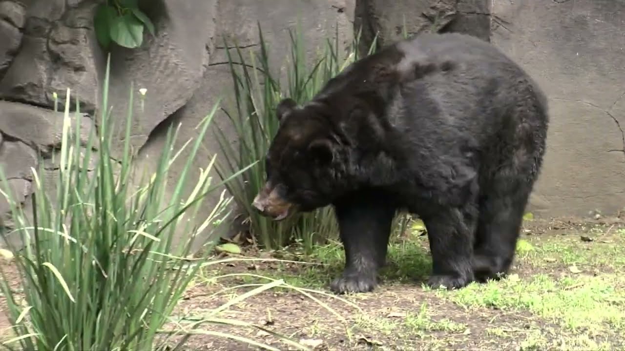 Oso negro: Así es esta especie que vive en el norte de México