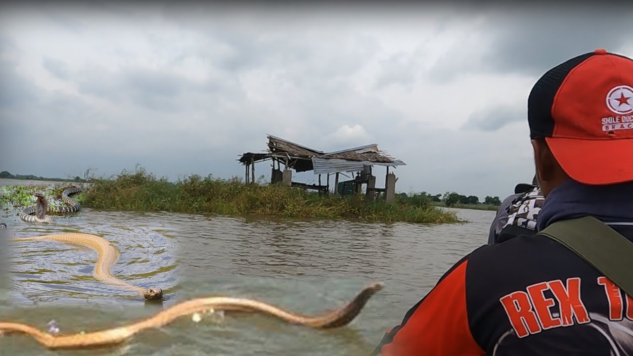 SANDAMAKMAK NA COBRA SA BINAHANG KUBO