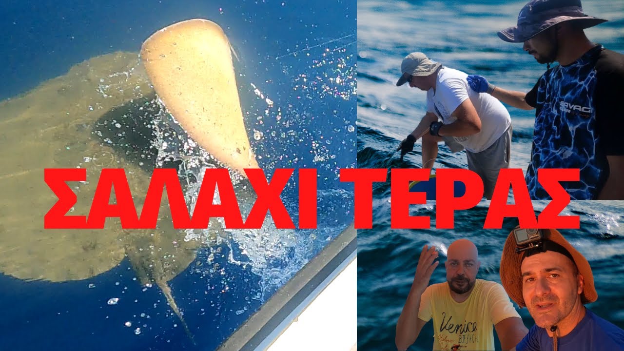 ΠΑΡΑΓΑΔΙ ΣΤΟΝ ΛΟΥΡΟ - ΣΑΛΑΧΙ ΤΕΡΑΣ - BIG DEVIL RAY