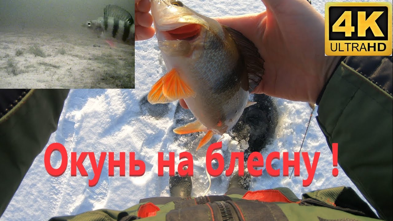 Ловля окуня на зимнюю блесну подводное видео. Ловля на впай.