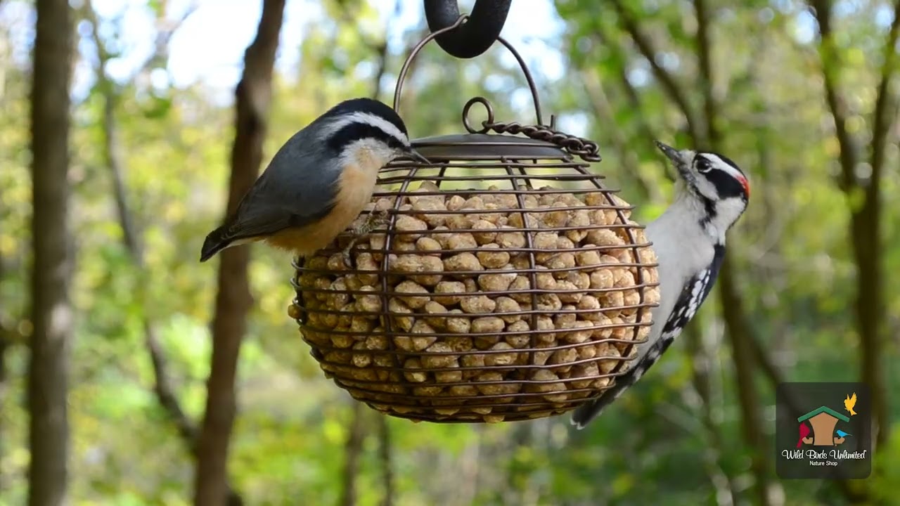 Как здорово! - Поползни | Wild Birds Unlimited