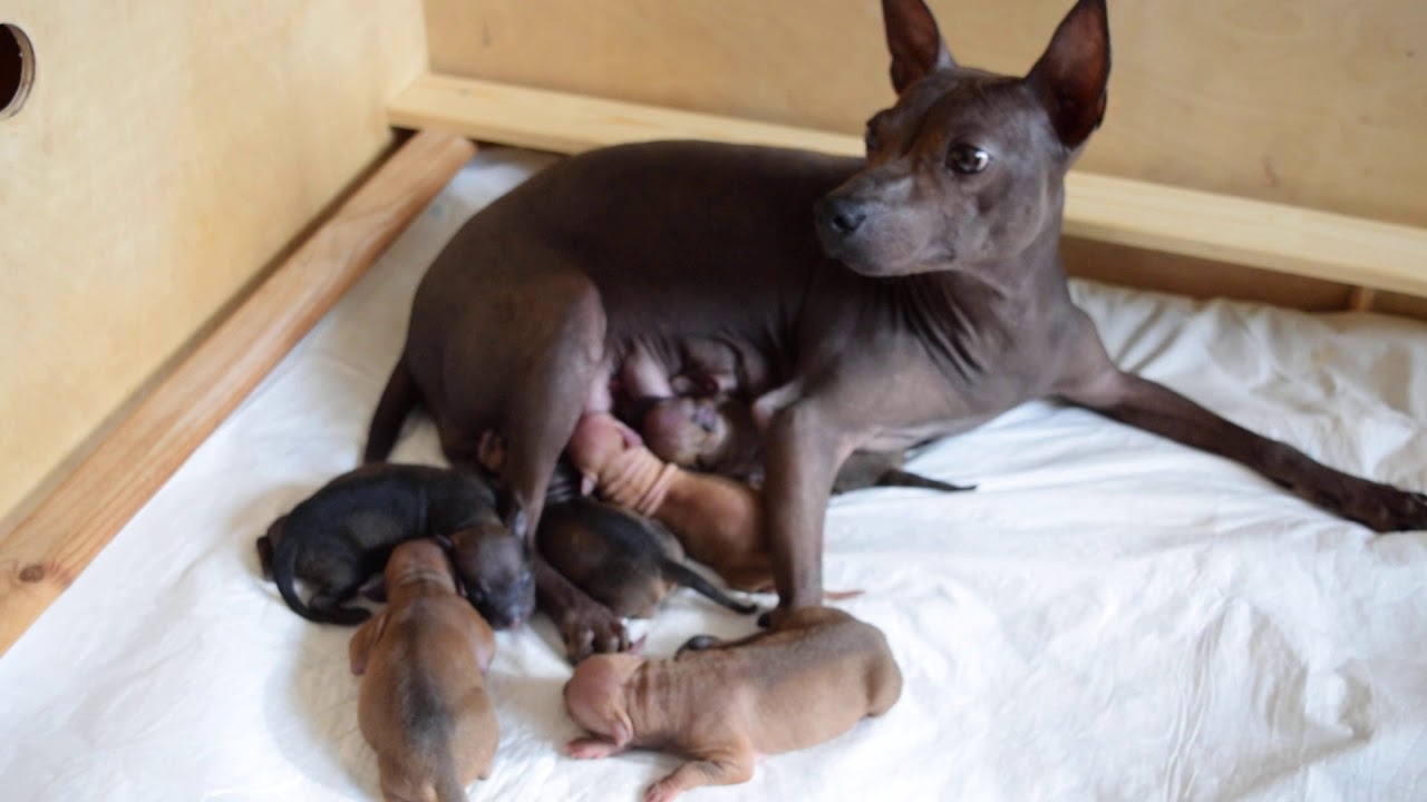 American Hairless Terrier puppies born 27.08.19 in Latvia.
