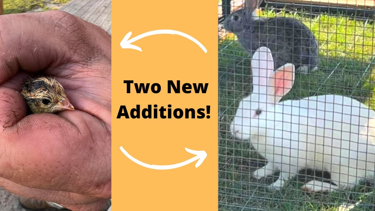 Raising Quail and Rabbits | Vlog