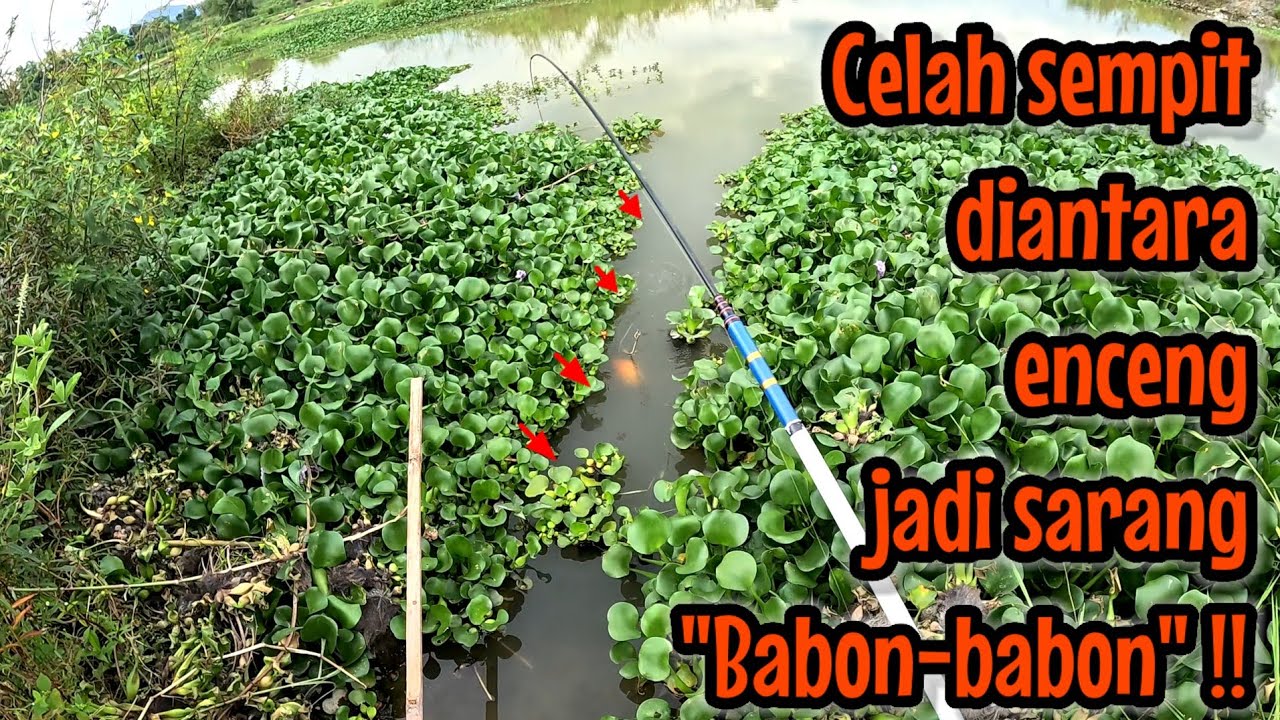 NEMU CELAH SEMPIT DIANTARA ENCENG GONDOK TERNYATA SARANG BABON || Mancing ikan red devil NAHOL MANIA