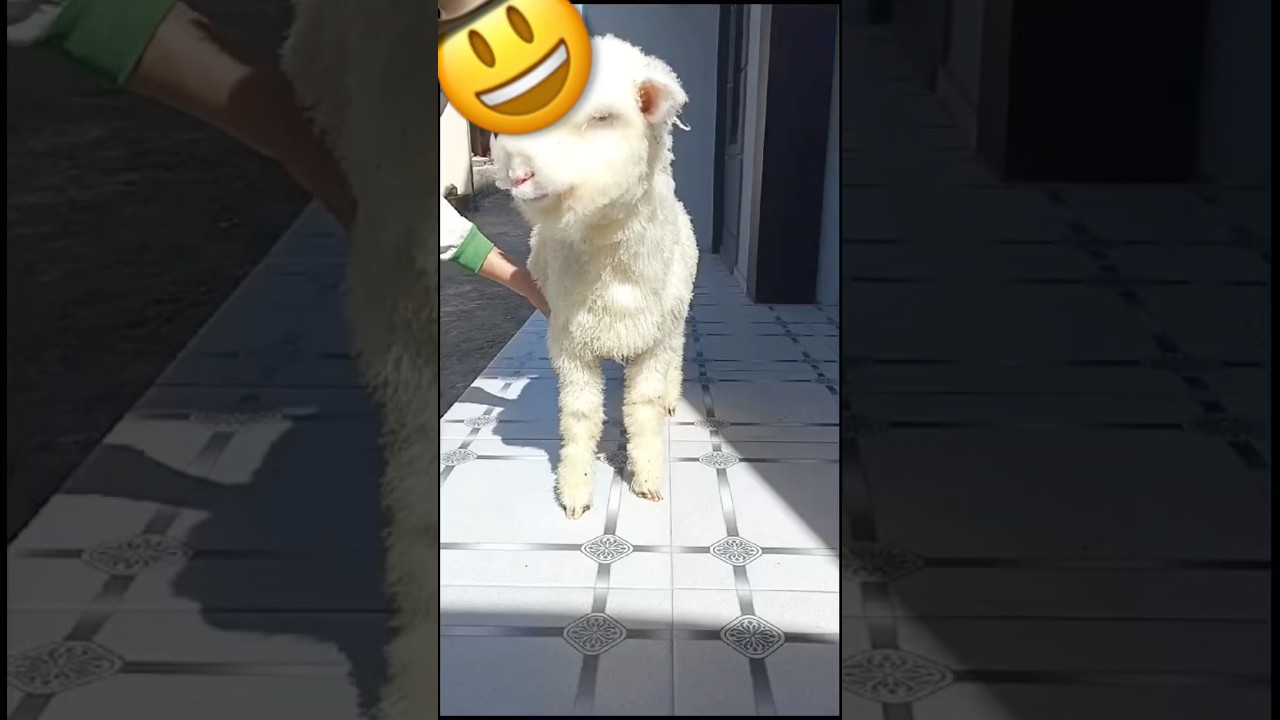 Kambing Merino viral 