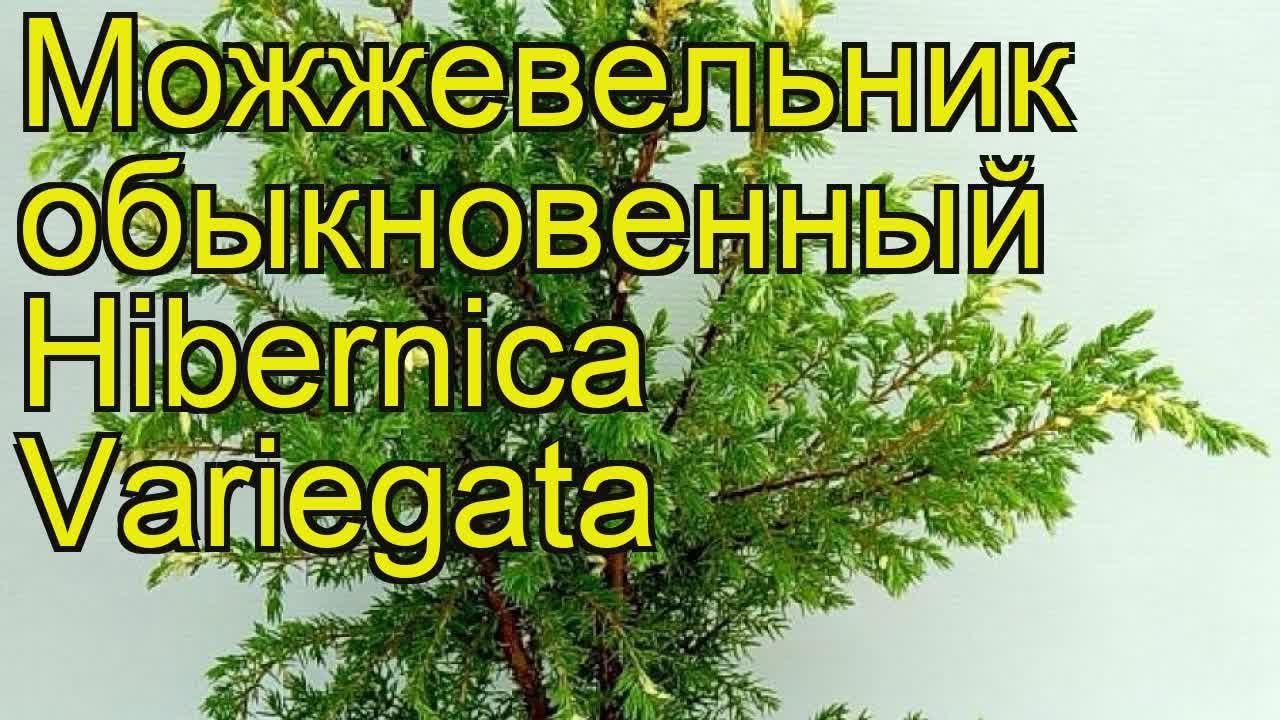Можжевельник обыкновенный Хиберника Вариегата. Краткий обзор juniperus communis Hibernica Variegata