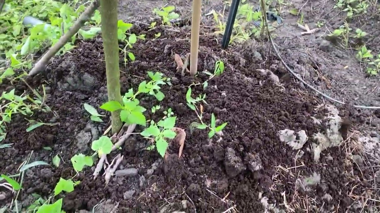 Chia Sẽ Cách Đi Phân Hữu Cơ Cho vườn Mít IN ĐÔ 6 tháng tuổi . để cây phát triển bềnh vững