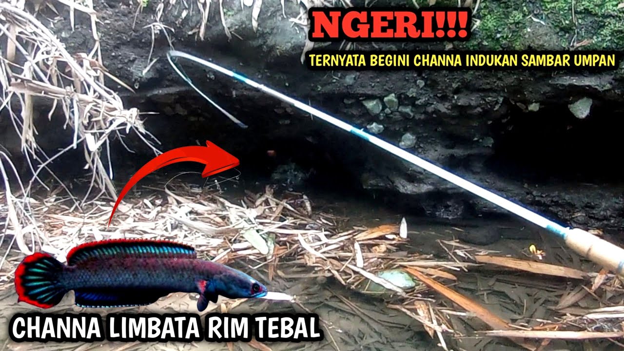 GANAS!! Mancing channa Limbata Ikan Gabus Hias / Kotes Di Alam liar Strike Ikan Indukan Spek Kontest