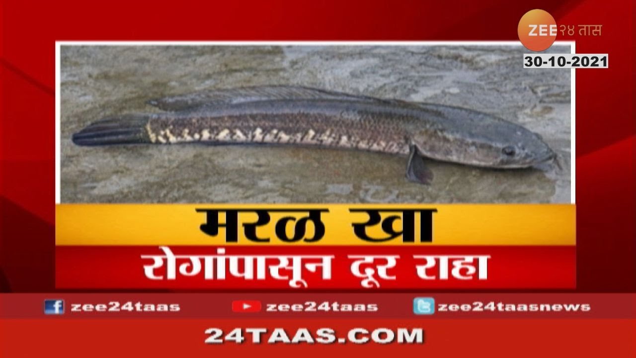 हा आहे तुम्हाला फिट अँड फाईन ठेवणारा मासा | Special report on Maval fish