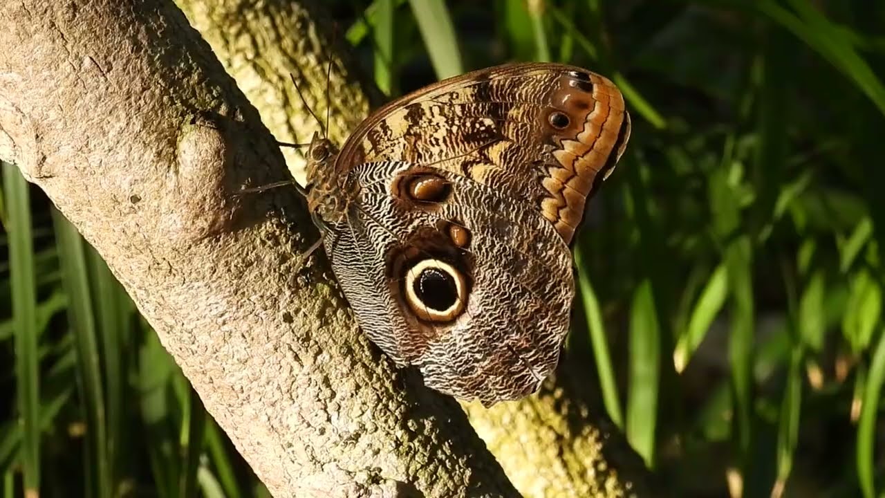 WINTER AT THE BUTTERFLY PAVILION - See beautiful tropical butterflies and hibiscus flowers blooming