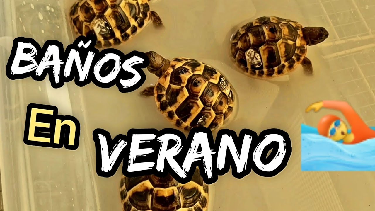 Darle baños de agua en verano a tu tortuga