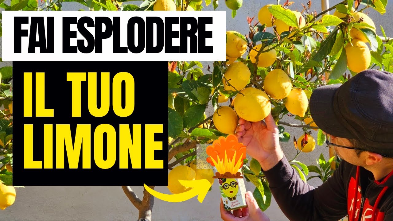 AMALFI 🍋 🍋  Bioenergizzante Per il LIMOME 🍋 🍋