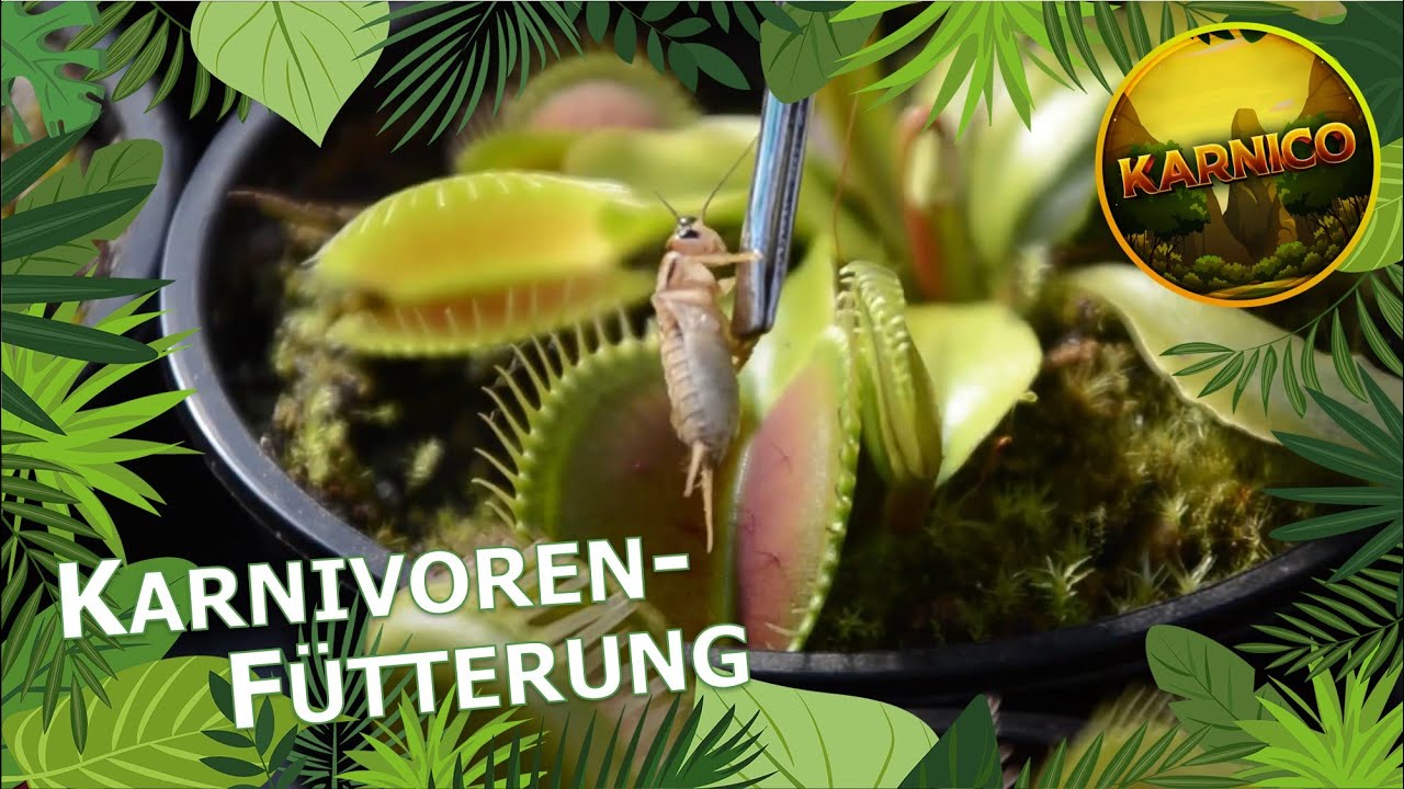 F&uuml;tterung von Venusfliegenfallen und anderen Karnivoren zur St&auml;rkung im Fr&uuml;hling