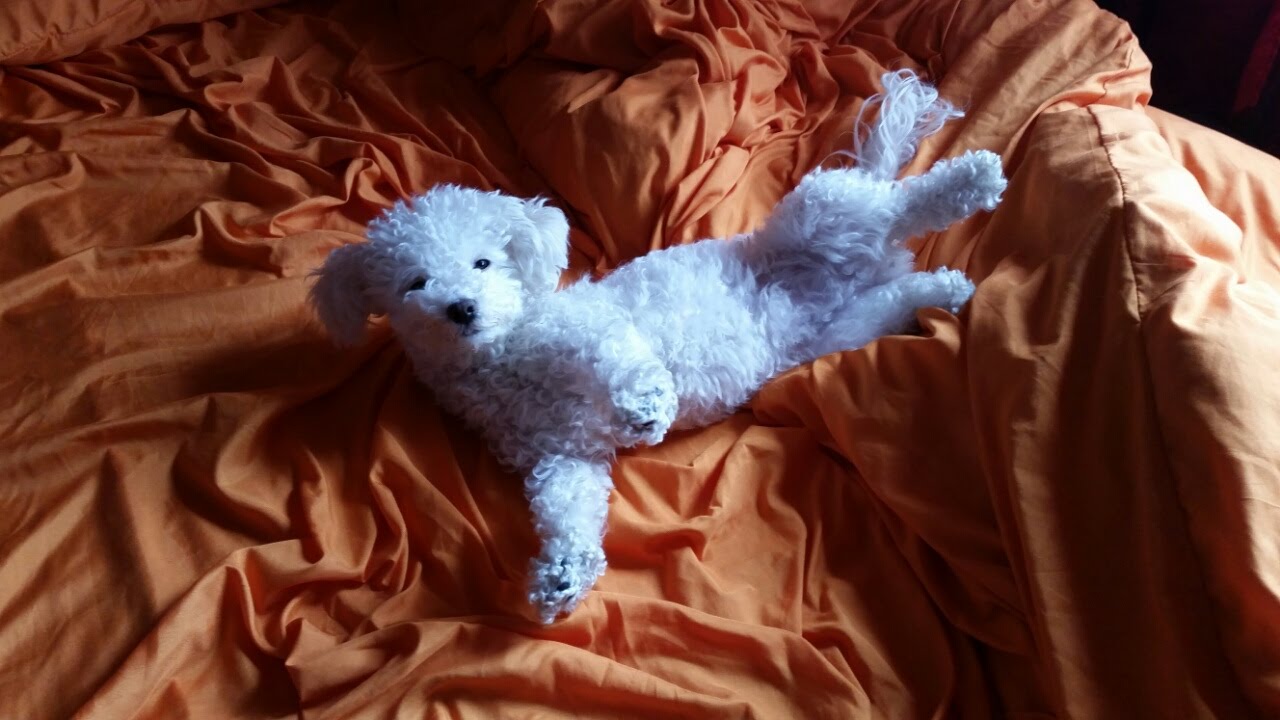 BICHON LUNA NECE GRANULE