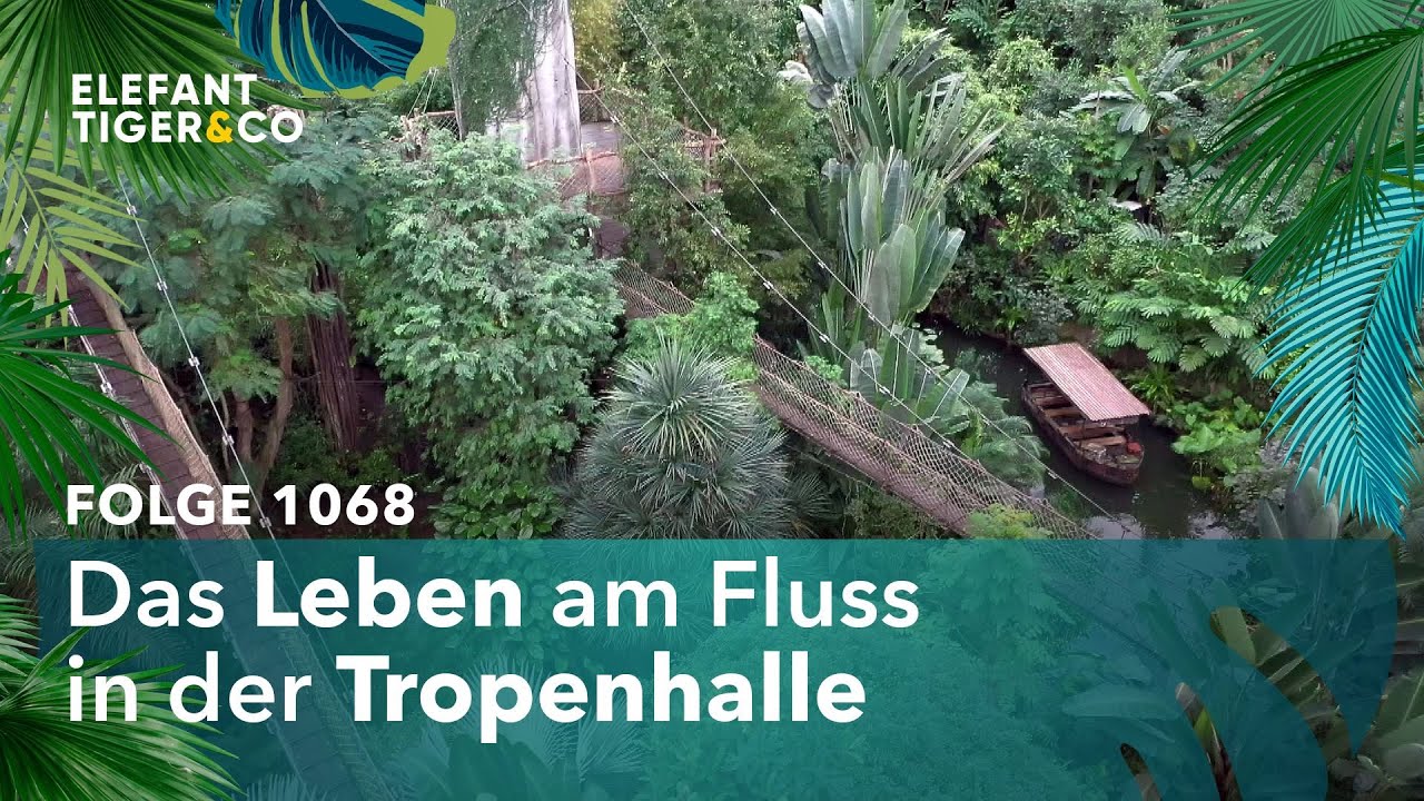 Wenn alle Stricke reißen (Folge 1068) | Elefant, Tiger & Co. | MDR