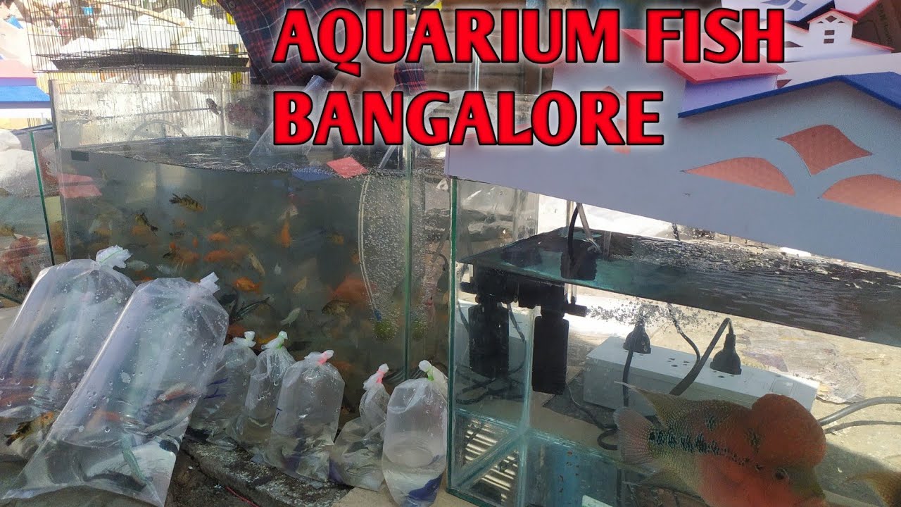 AQUARIUM FISH MARKET IN BANGALORE/Wholesale aquarium fish market in Bengaluru/zas travelling food🐠🐟🙏