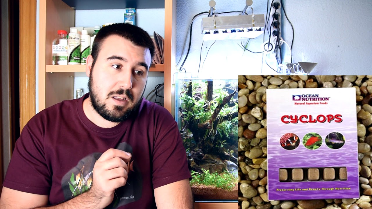 🍕🥪¿QUE COMEN LOS PECES? 🍭🍫 6 ALIMENTOS PARA PECES BARATOS, FACIL y SENCILLOS!