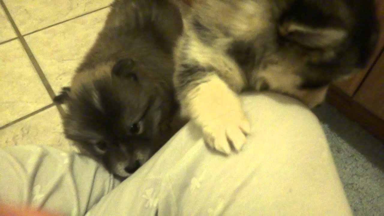 6 week old Pomsky pups!