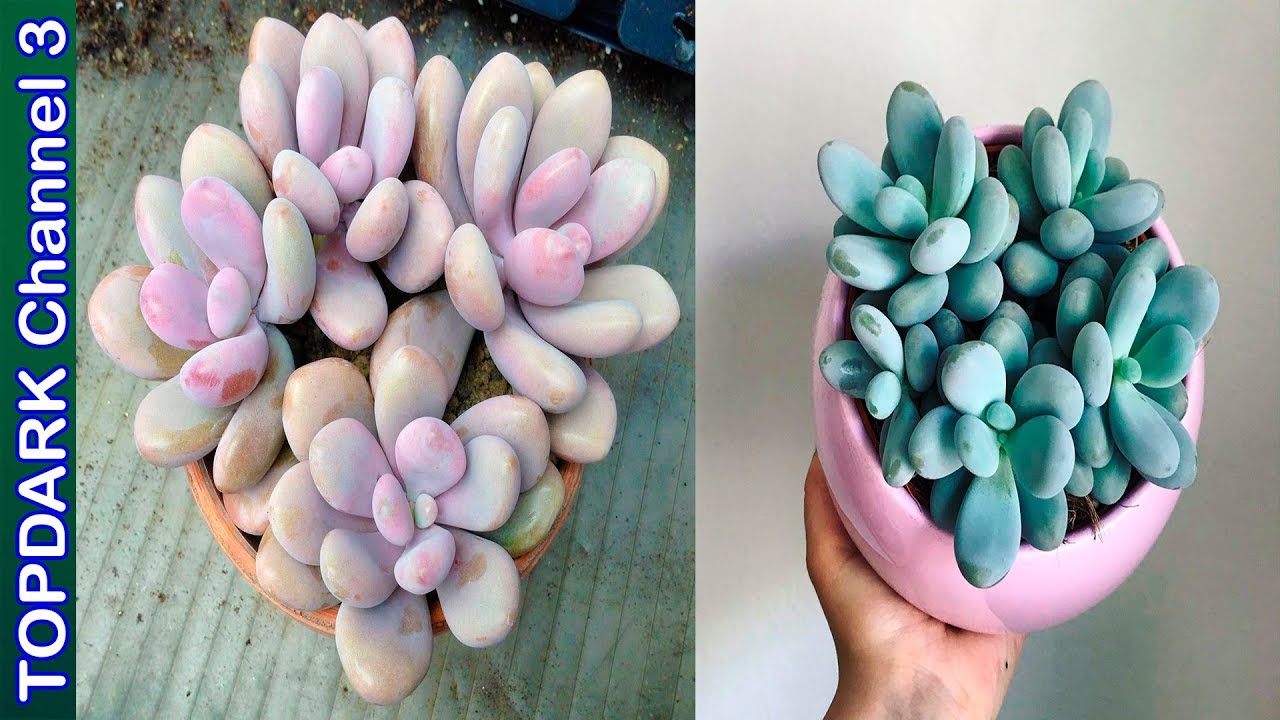 10 Variedades de Pachyphytum