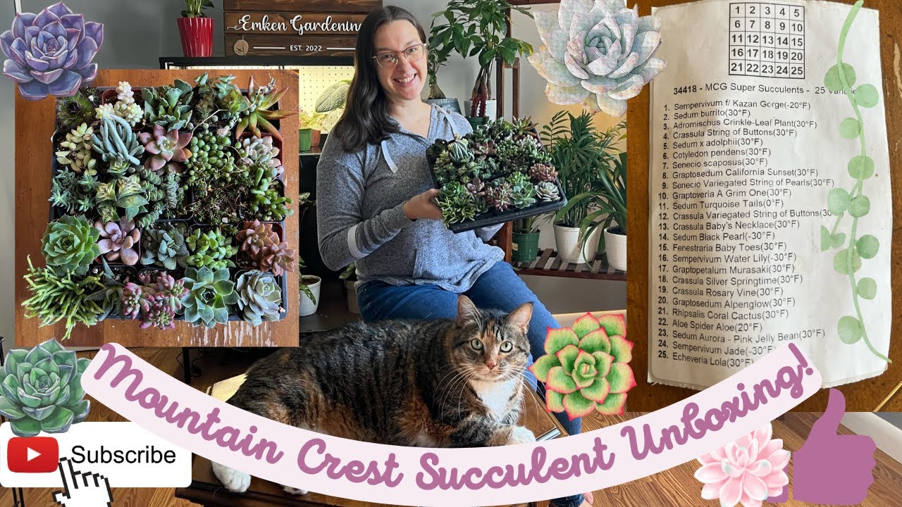 Mountain Crest Succulent Unboxing!!!