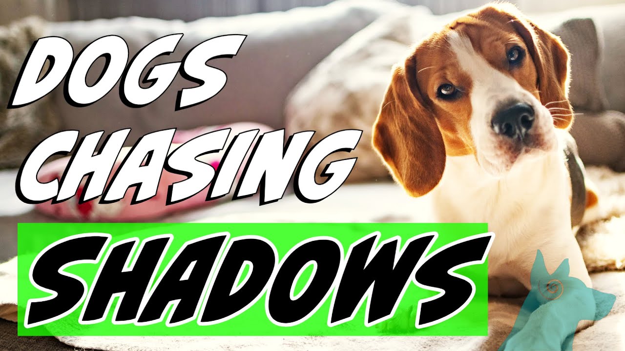 Why do dogs chase shadows & reflections?