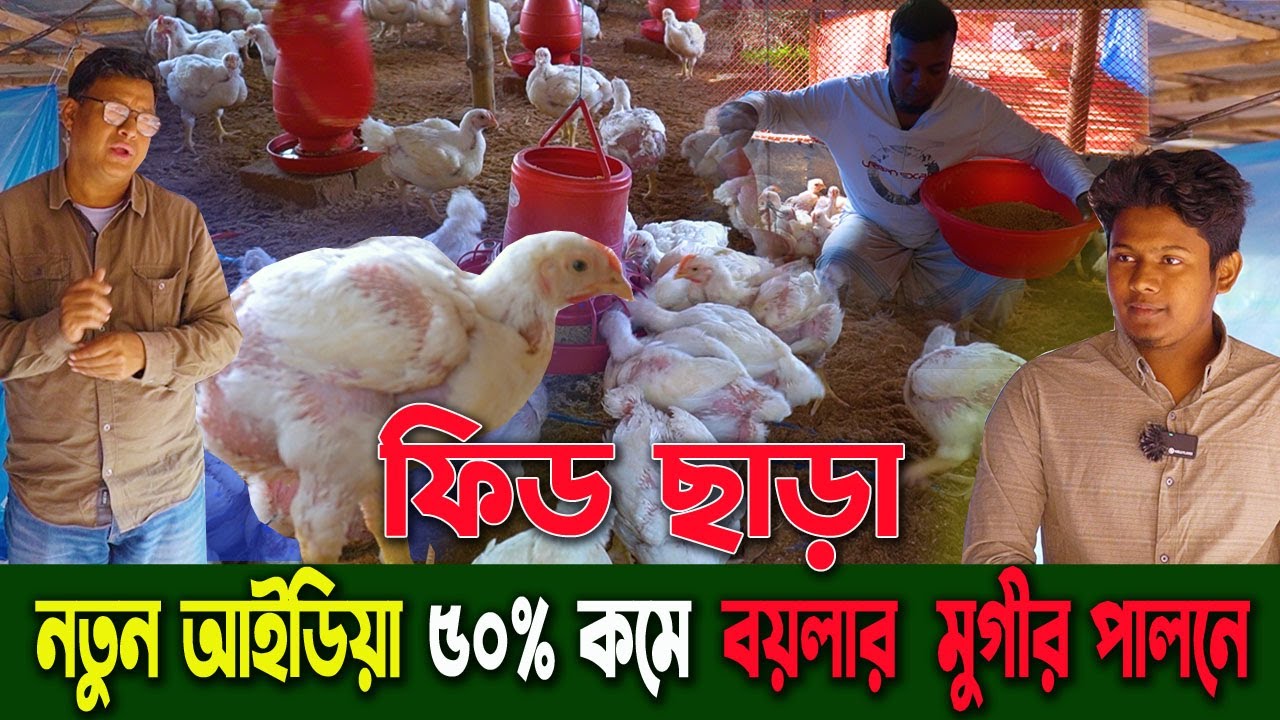 বয়লার মুরগি পালনে খাবার খরচ ৫০% কমান – নতুন যুগান্ত*কারী আইডিয়া