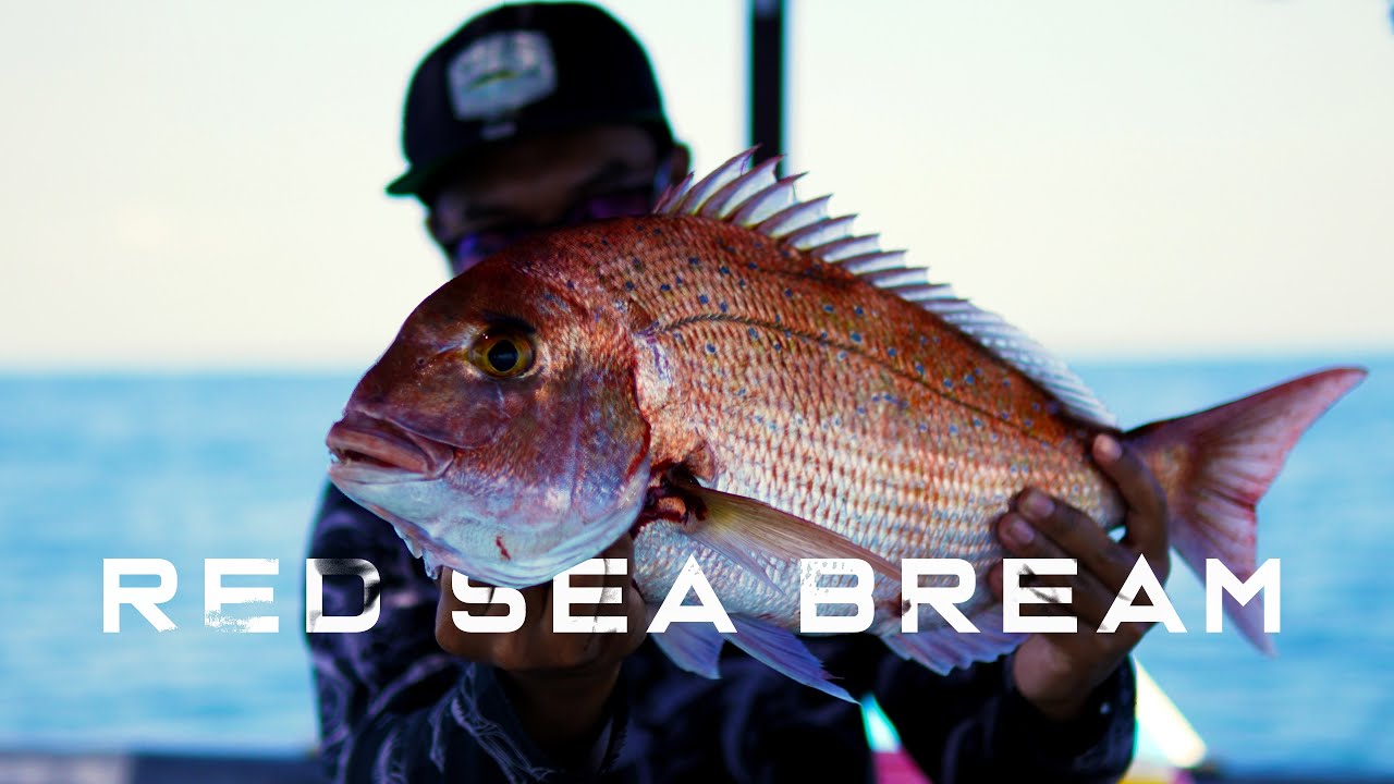 4 DAY FISHING NON STOP FOR RED SEA BREAM | Mancing ikan mahal di Bali
