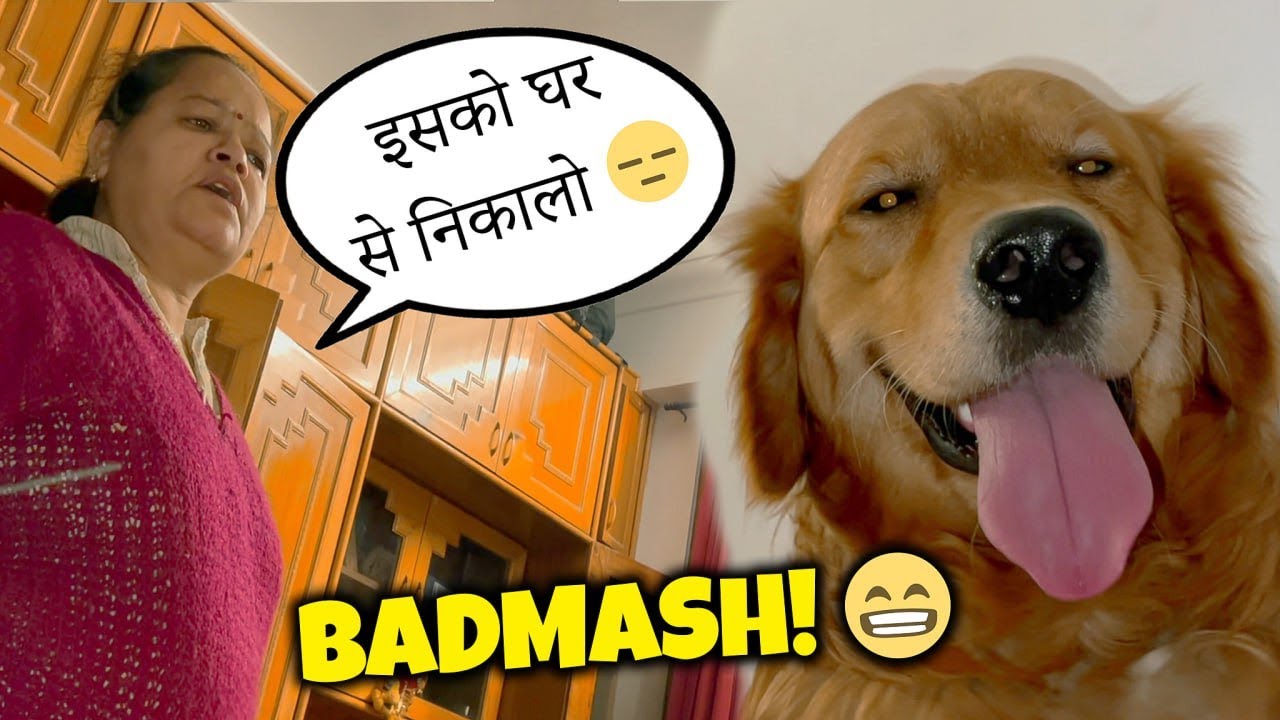 Max ko Ghar se nikaalna pdega 😆 @THE HIMALAYAN HUSKY