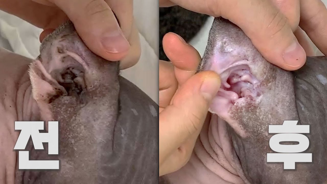 스핑크스 고양이 왕건이 귀청소 끝판왕😱