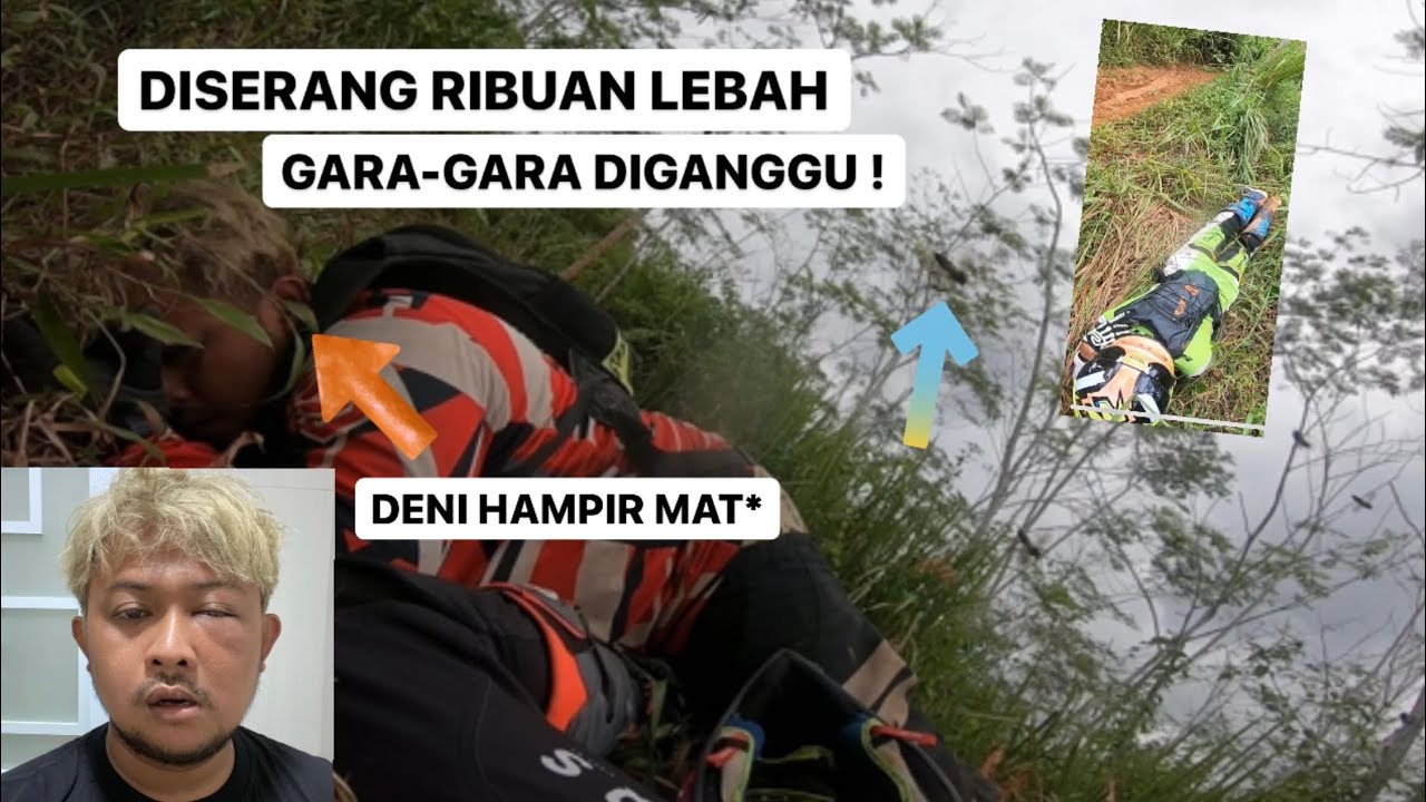 TRABAS DISER4NG RIBUAN LEBAH SAMPE LARI NINGGALIN MOTOR