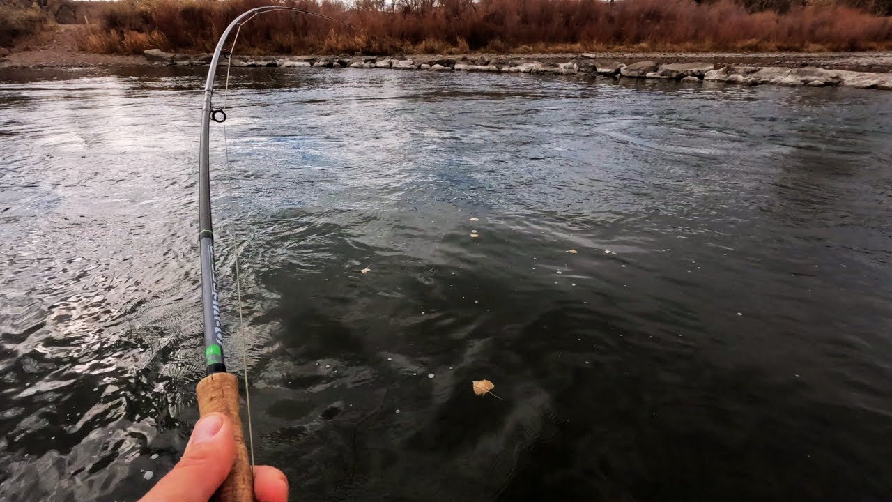 The Arkansas Rivers Finest Fly Fishing!!! (Best Timing for Large Fish)