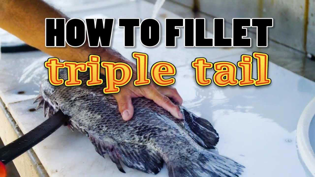 How to fillet triple tail with Captain Scott Lum