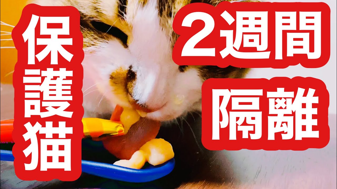 保護猫を2週間隔離するような問題は起きた事がないですね。