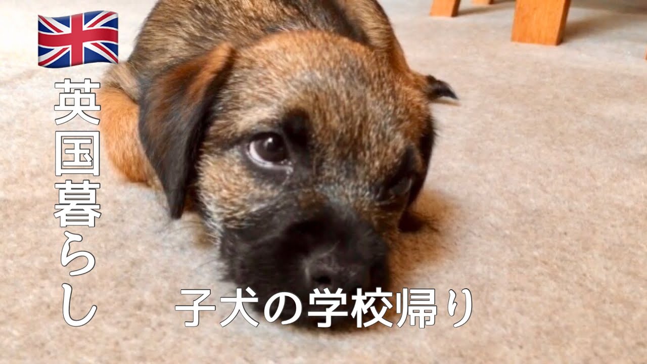 【英国暮らし】子犬の学校/ソーセージキャセロールの作りかた/ボーダーテリア