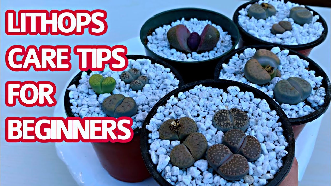 #245 LITHOPS CARE TIPS FOR BEGINNERS | CHĂM SÓC SEN MÔNG KHI MỚI MUA VỀ