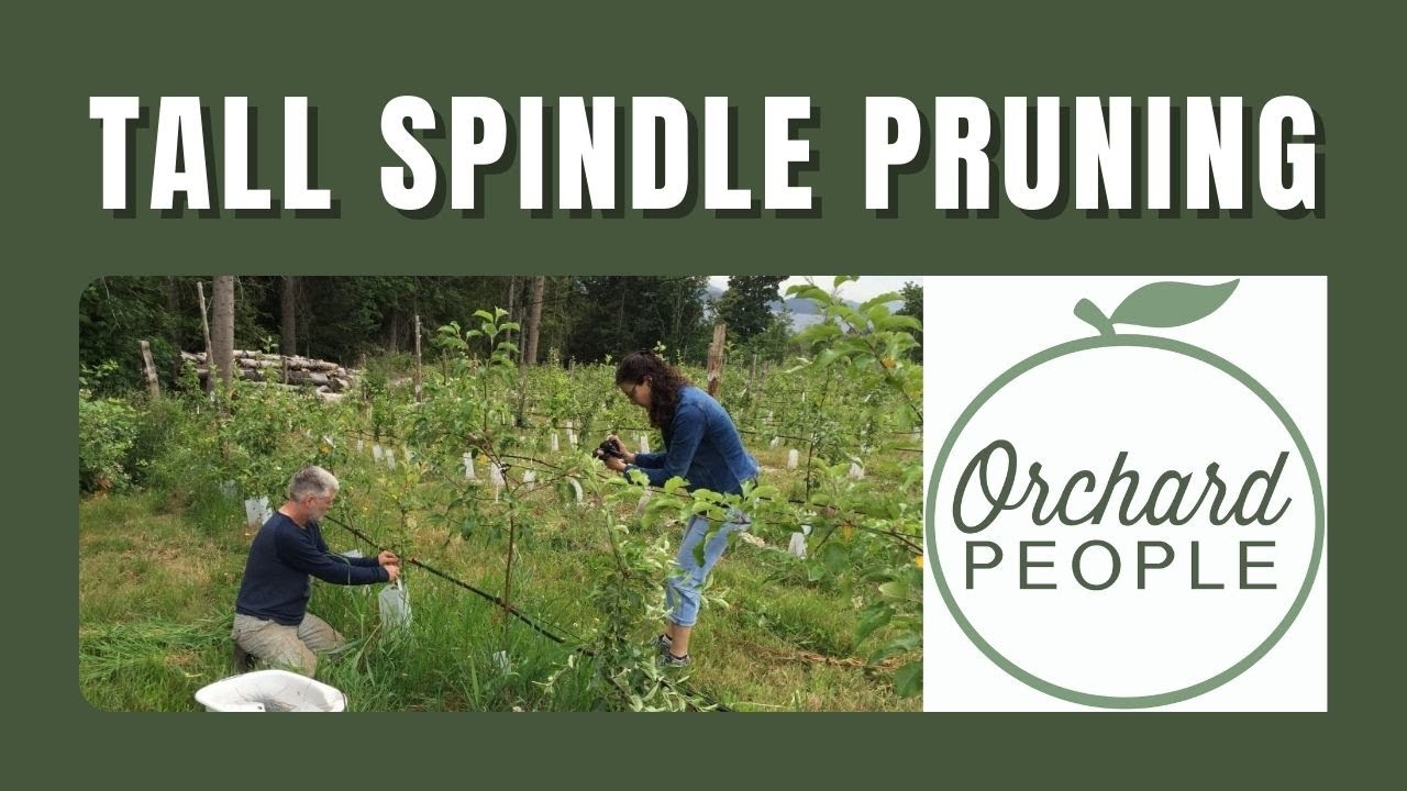Tall Spindle Training & Pruning for Apple Trees: Ideal for high density cider orchards