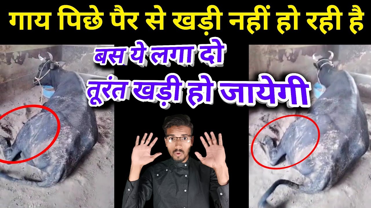 गाय पीछले पैर से खड़ी नहीं हो पा रही है ! gay khadi nahi ho rahi he | Downer cow syndrome |